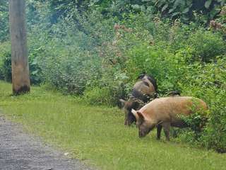 L'accident de Fukushima a créé une nouvelle race de cochons hybrides