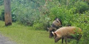 L'accident de Fukushima a créé une nouvelle race de cochons hybrides