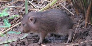 Le plus petit et le plus rare cochon du monde réintroduit dans la nature
