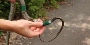 Les serpents pour mesurer la radioactivité