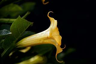 La trompette des anges, une plante hallucinogène terrifiante