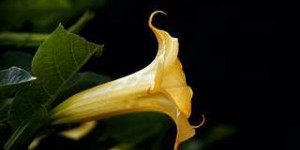 La trompette des anges, une plante hallucinogène terrifiante