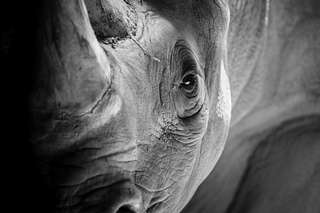 Le combat pour conserver les rhinocéros blancs du Nord continue