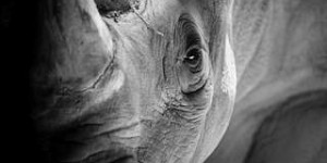 Le combat pour conserver les rhinocéros blancs du Nord continue