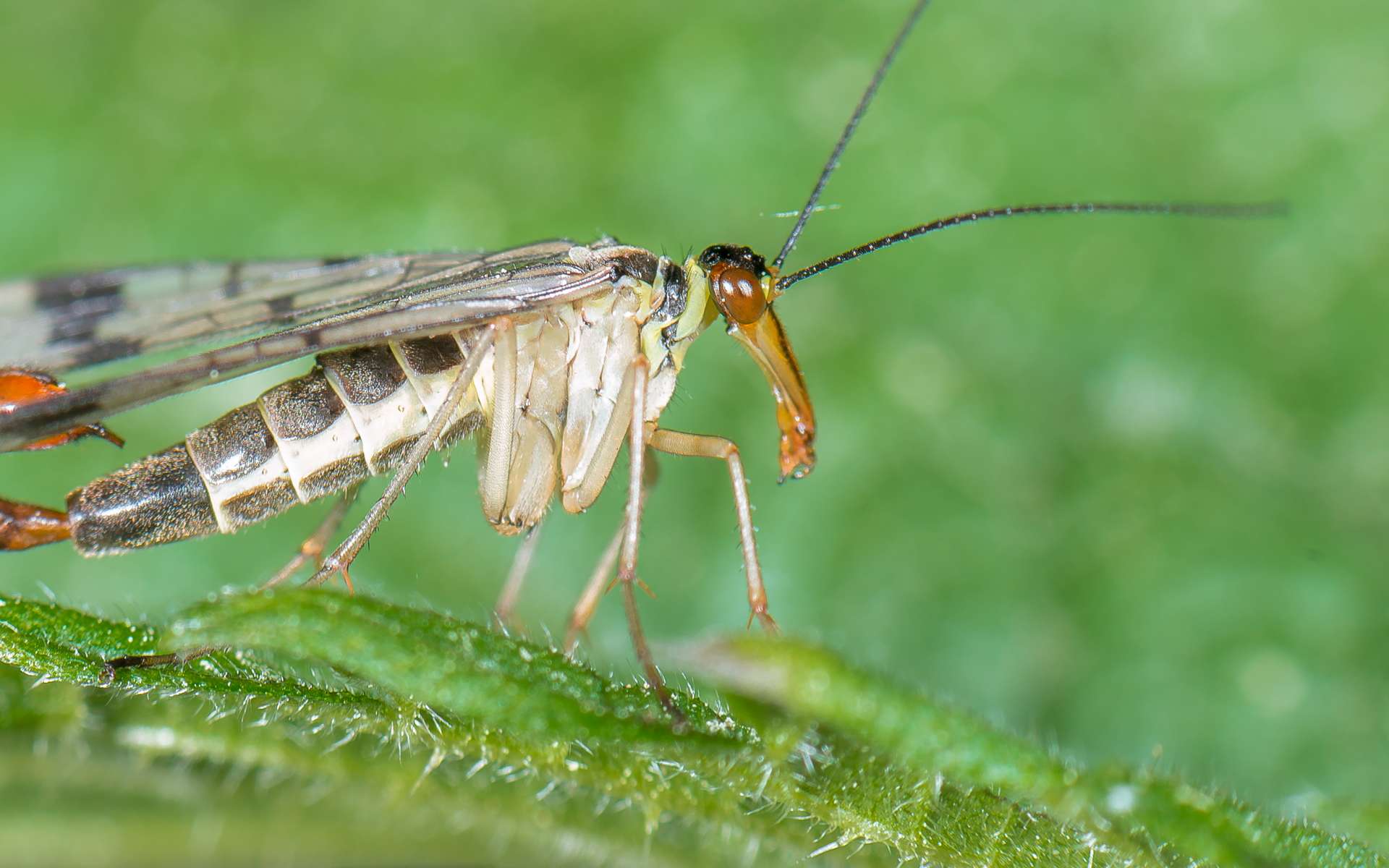 Étrangeté du vivant : un insecte croisé avec un scorpion !