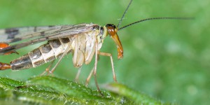 Étrangeté du vivant : un insecte croisé avec un scorpion !
