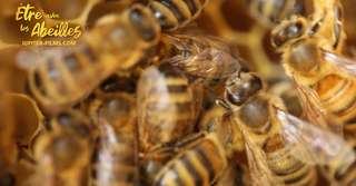 « Être avec les abeilles », un film incontournable sur ces merveilleuses butineuses