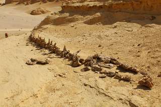Le fossile d'une espèce rare de baleine découvert dans le désert d'Arabie saoudite