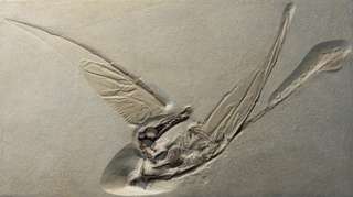 Un fossile rare découvert grâce à une saisie de police