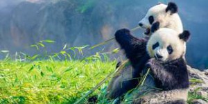 Naissance de deux magnifiques bébés pandas au zoo de Beauval