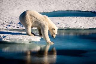 Ce n'est pas un mythe : les ours polaires chassent avec des blocs de glace !