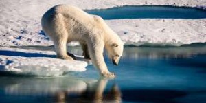 Les ours polaires chassent avec des blocs de glace !