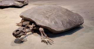 Des scientifiques font une découverte rare dans un œuf de tortue fossilisé
