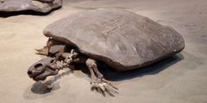 Des scientifiques font une découverte rare dans un œuf de tortue fossilisé