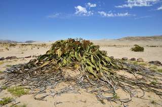 Le secret de cette plante pour vivre plus de 1.000 ans en milieu aride