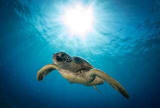 Les tortues de mer sont prises dans un « piège évolutif » à cause du plastique