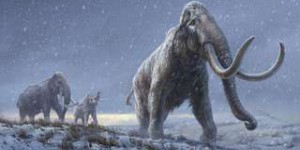 La vie tumultueuse d'un mammouth laineux de 17.000 ans racontée par ses défenses