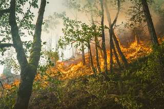 Amazonie : 85 % des espèces menacées affectées par les incendies de forêt