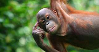 Bêtes de science : ces orangs-outans savent, d’instinct, utiliser un marteau
