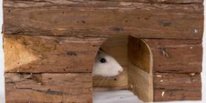 Bêtes de science : ces rats s'éclatent en jouant à cache-cache !