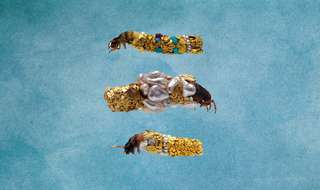 Cabinet de curiosités : des larves de phryganes habillées d'or