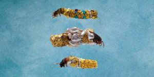 Cabinet de curiosités : des larves de phryganes habillées d'or