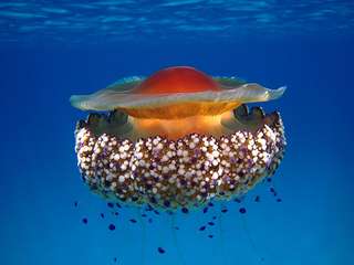 Étrangeté du vivant : une méduse qui ressemble à un œuf au plat !