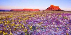 L'un des endroits les plus secs au monde se couvre d'un tapis de fleurs