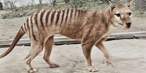 Vidéo en couleurs du dernier tigre de Tasmanie