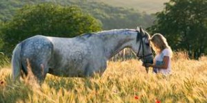 Bêtes de science : connaissez-vous la drôle d’histoire du cheval savant ?