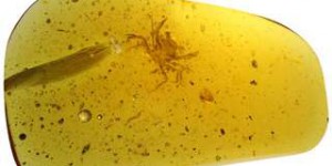 Un crabe de 100 millions d'années préservé dans de l'ambre
