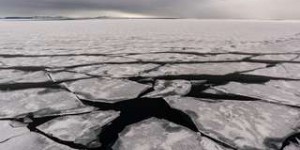 La « dernière zone de glace », ultime refuge des ours polaires, est en train de disparaître