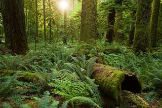 « La forêt primaire offre le maximum de biodiversité, le maximum de captation du CO2… »
