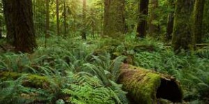 « La forêt primaire offre le maximum de biodiversité, le maximum de captation du CO2… »