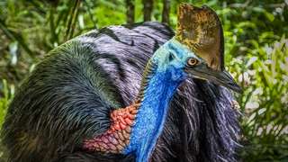 L'oiseau le plus dangereux du monde aurait été élevé par les humains il y a 18.000 ans