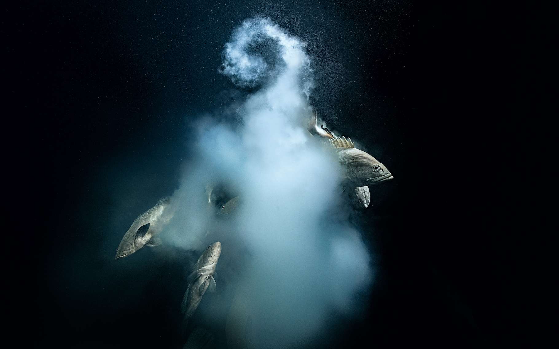 Le photographe et plongeur Laurent Ballesta remporte le grand prix du prestigieux Wildlife Photographer of the Year !