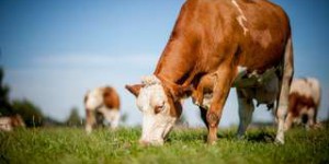 30.000 vaches par an meurent de la « maladie des déchets » en France