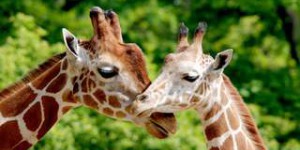 Bêtes de science : les girafes profitent de l’« effet grand-mère »