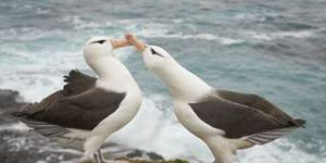 Le changement climatique entraîne des divorces à la chaîne chez les albatros