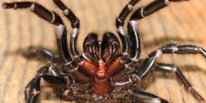 Cette effrayante araignée a des crochets qui peuvent perforer un ongle