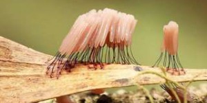 Étrangeté du vivant : des champignons capables de bouger ?