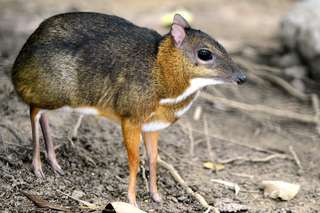 Étrangeté du vivant : une souris avec des pattes de cerf