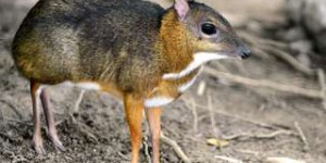 Étrangeté du vivant : une souris avec des pattes de cerf