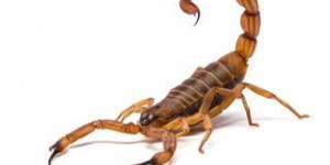 Étrangeté du vivant : véritables créatures mythologiques, les scorpions à double queue !