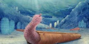 Un « vers pénis » qui vivait en ermite dans l'océan il y a 500 millions d'années