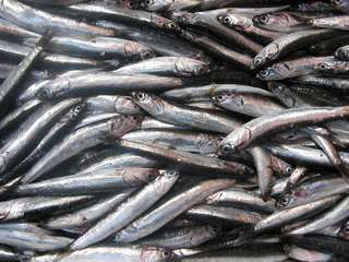 Pourquoi les sardines rétrécissent-elles ?