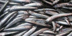 Pourquoi les sardines rétrécissent
