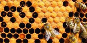 Comment des abeilles ont survécu deux mois sous les cendres du Cumbre Vieja