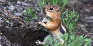 Bêtes de science : les écureuils ont une forte personnalité !