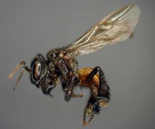 Étrangeté du vivant : des abeilles nécrophages ?